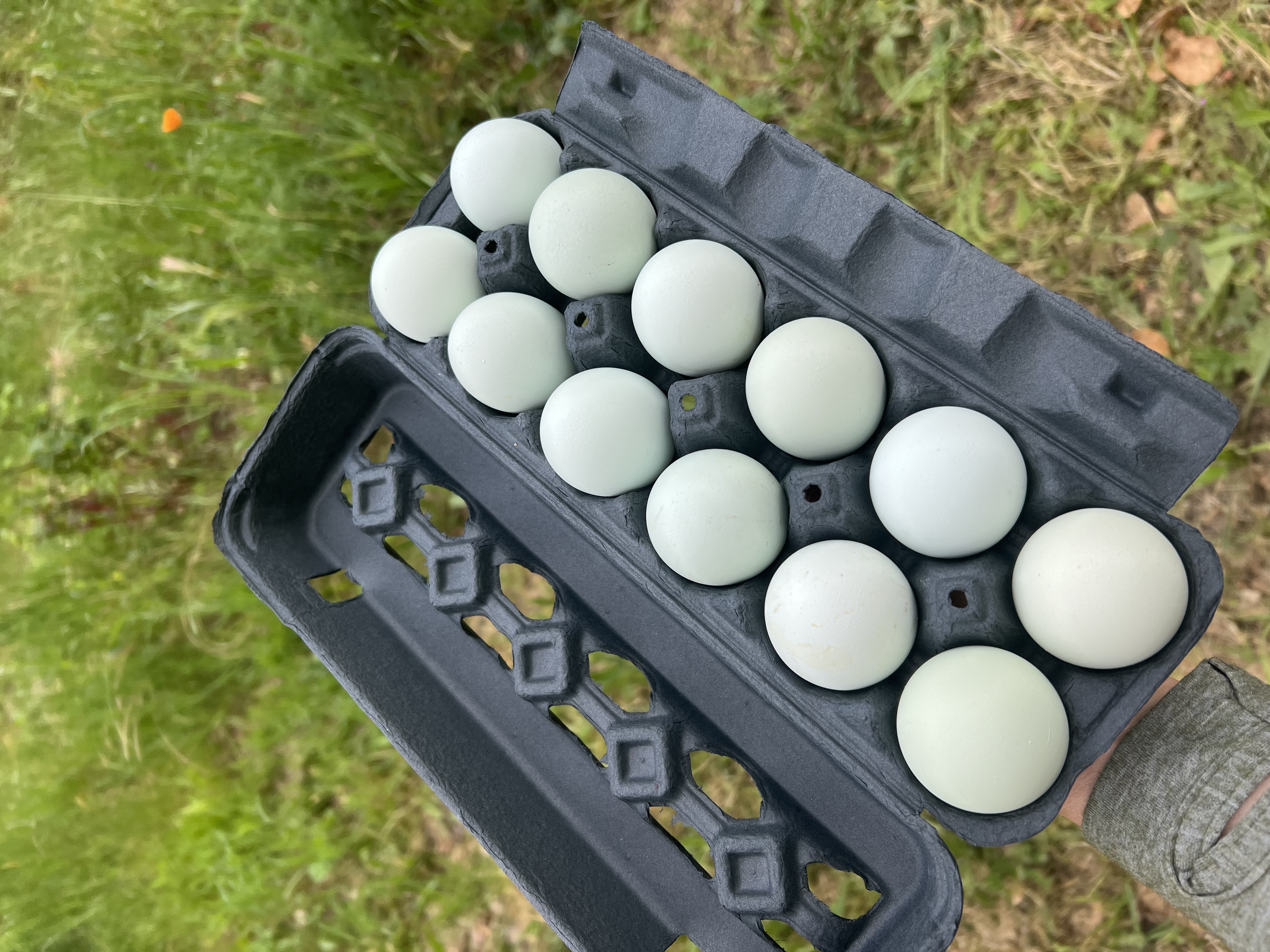 Individual Azure Egger Alchemist Blue Hatching