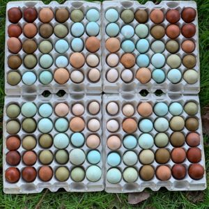 Individual Fertile Chicken Hatching Eggs