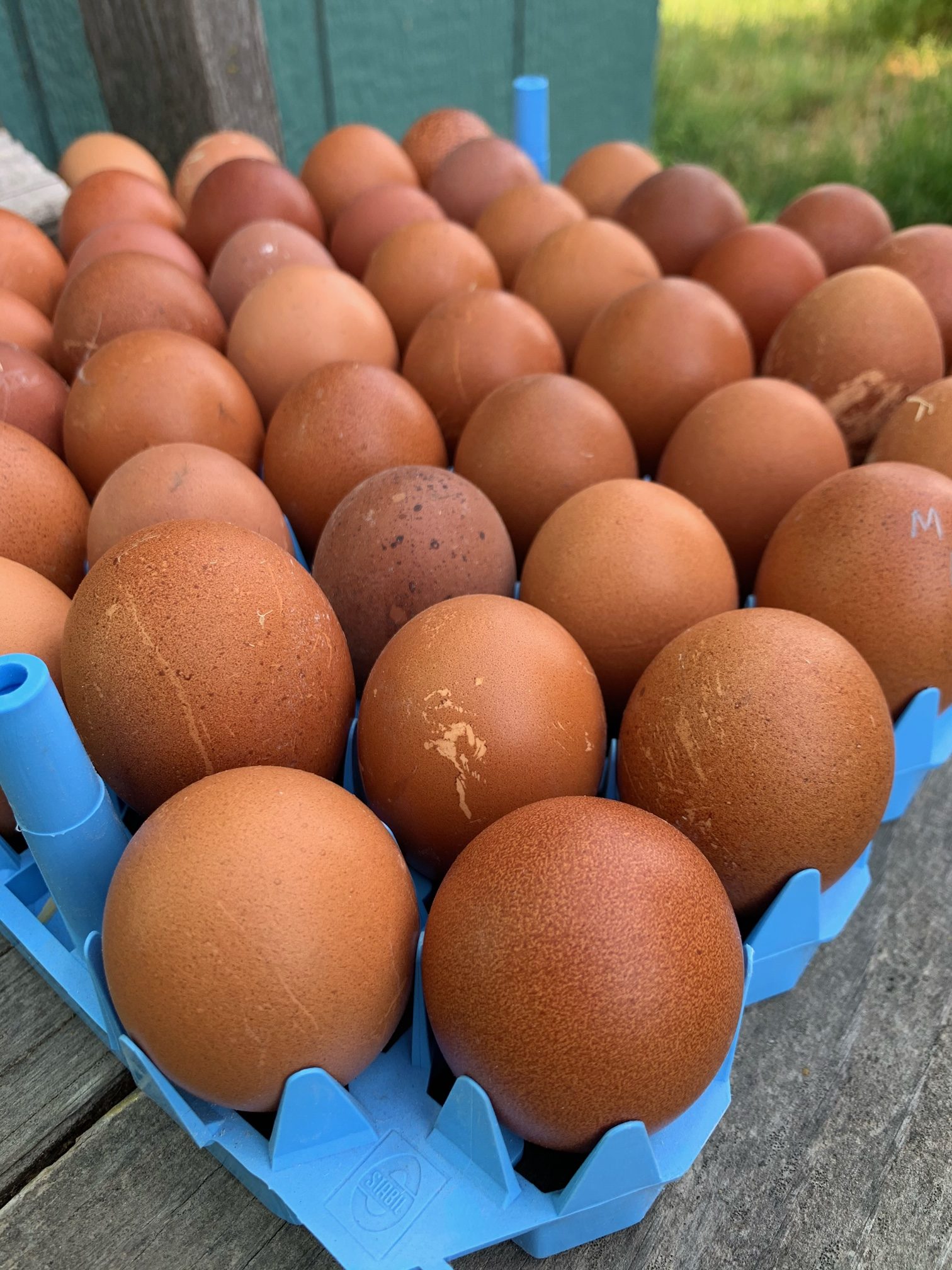 Individual French Black Copper Marans Hatching Egg - Alchemist Farm