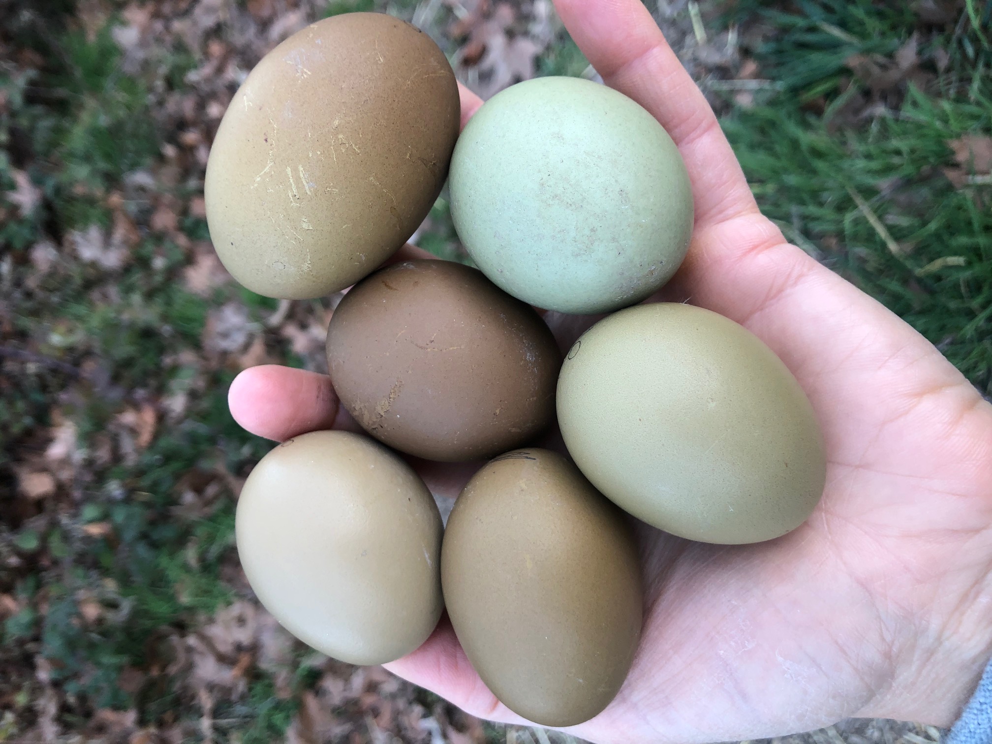 Individual Moss Egger Hatching