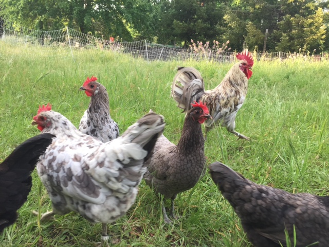 How Do I Care For My Chickens?