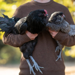 Ameraucana Chick