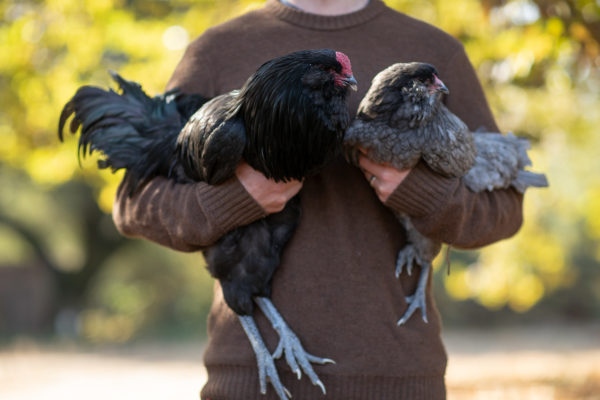 Ameraucana Chick