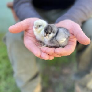 Alchemist Farm Ameraucana chicks