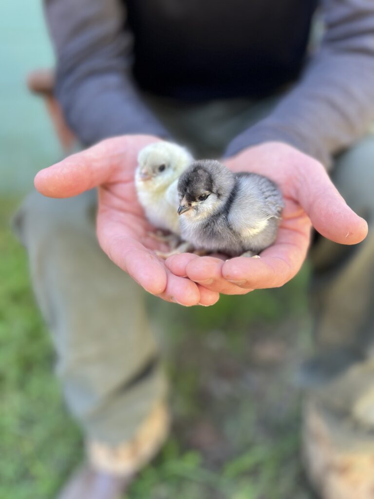 Alchemist Farm Ameraucana chicks