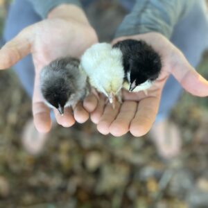 Baby Chicks: Gold Kissed Granite Olive Egger - My Pet Chicken