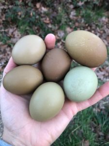 Six olive egger eggs in a person's hand with grass in the background