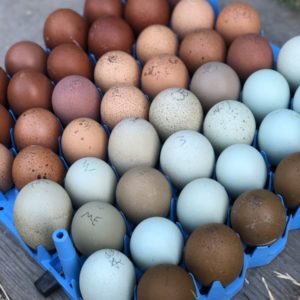 Rainbow Surprise Dozen Fertile Hatching Eggs