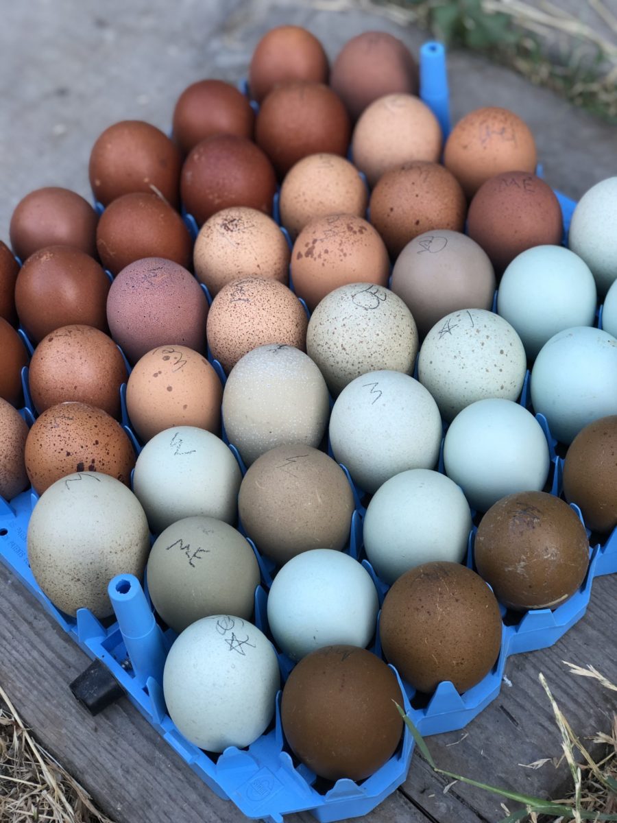 Colorful Egg Layers