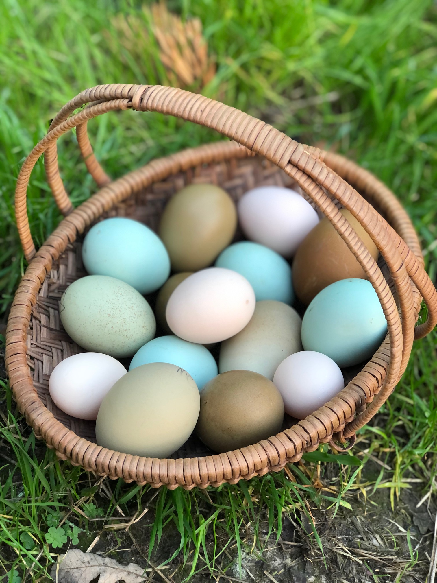 How An Eggshell is Formed Inside Of A Chicken