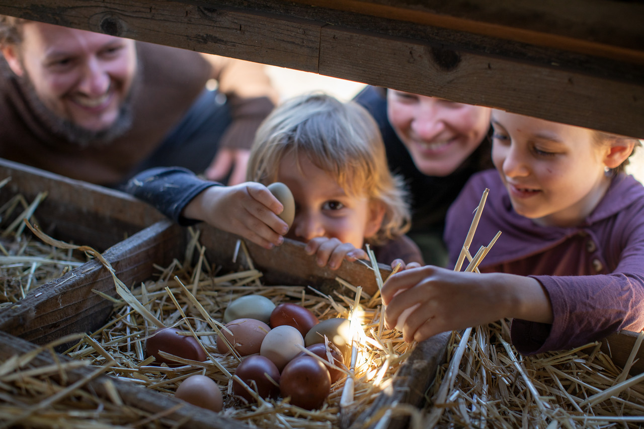 Buying Baby Chicks Near Me