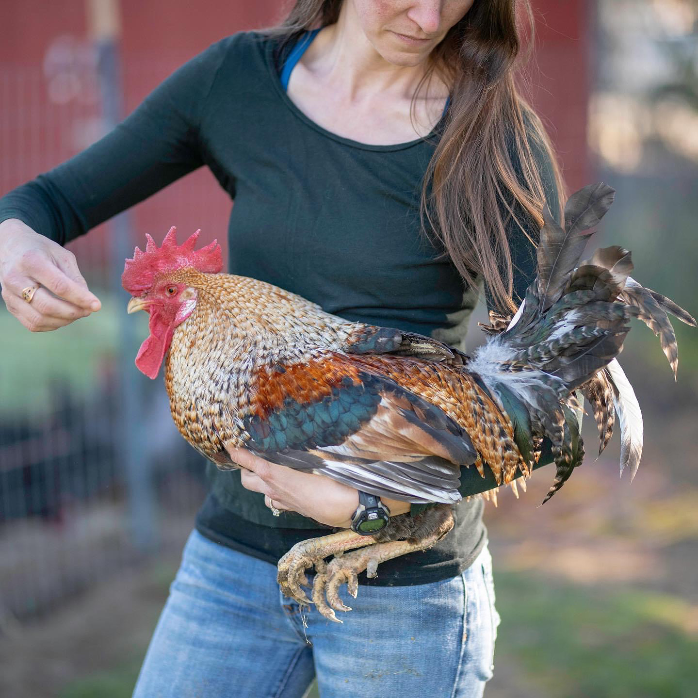 The Importance of Controlling Mites in Chicken Coops During the Summer Months