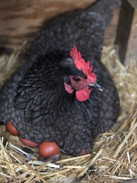 How many chickens do you need for a family of four?