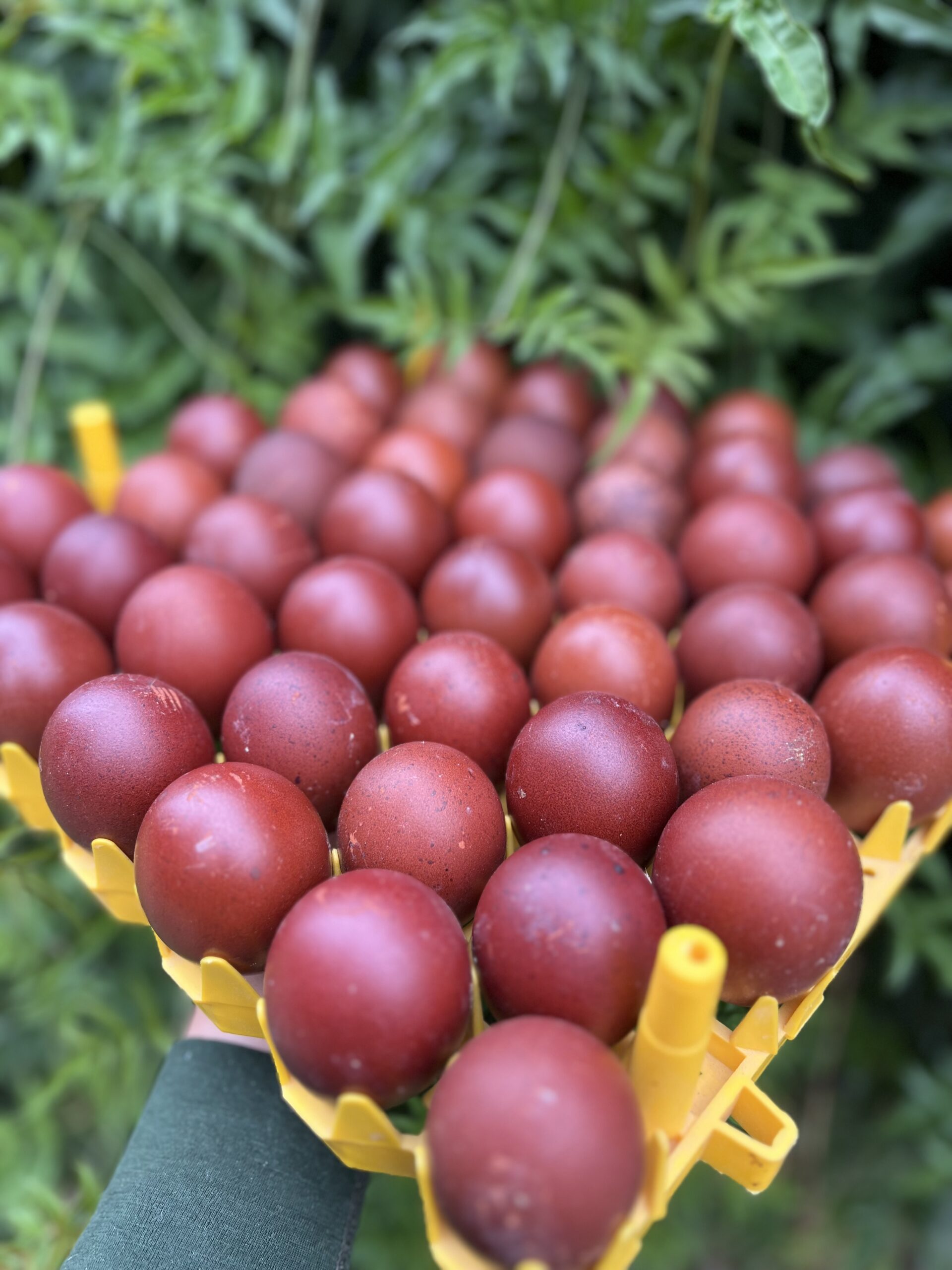 French Blue Copper Marans