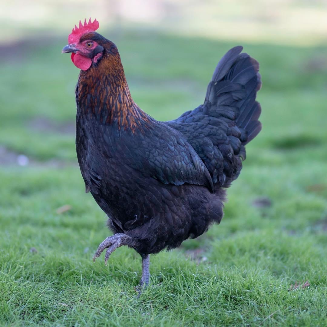 Preparing Your Backyard Chicken Flock for a Cozy Winter: Nutrition, Coop Retrofitting, and Soil Health