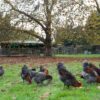 French Blue Copper Marans (Alchemist Line) - Image 6