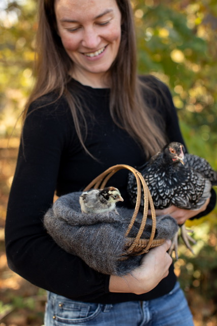 How to Properly Care for a Broody Chicken and Ensure She Can Take Care of Her Baby Chicks