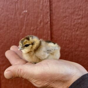 Romeo And Juliet Chick 2026 Line