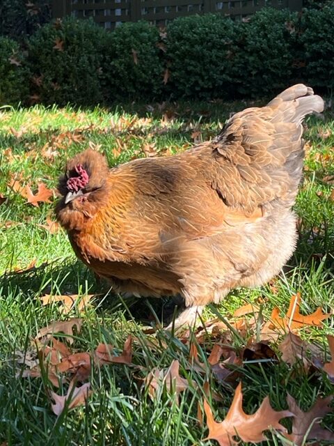 Romeo And Juliet Chick 2026 Line - Image 3