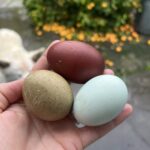 alchemist_farm_colorful_eggs