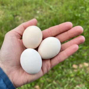Individual Serama Fertile Hatching Egg