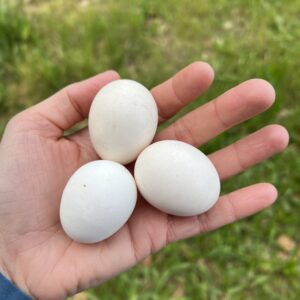 Individual Bearded D'anver Fertile Hatching Egg