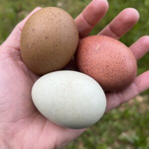 Alchemist Egger Fertile Hatching Eggs